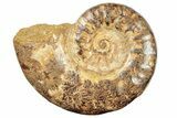 Jurassic Ammonite (Hemilytoceras) Fossil - Madagascar #226741-1